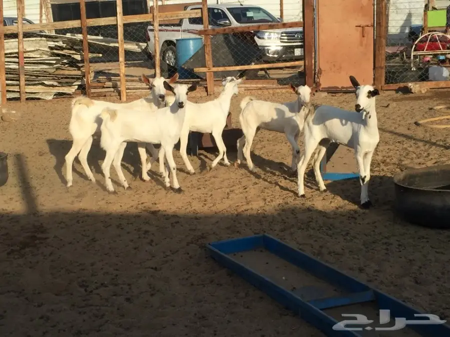 جفار بيشيه  (image 5)