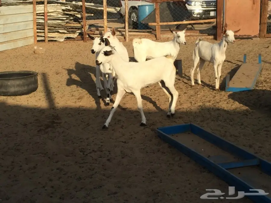 جفار بيشيه  (image 6)