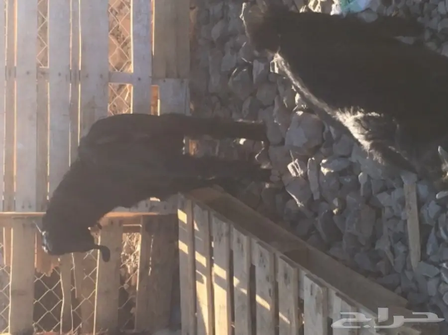 بيع تيس لبني صغير - فرصة لا تُفوّت!