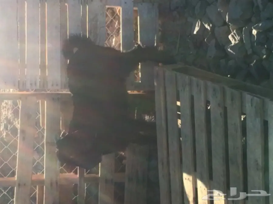 بيع تيس لبني صغير - فرصة لا تُفوّت! (image 1)