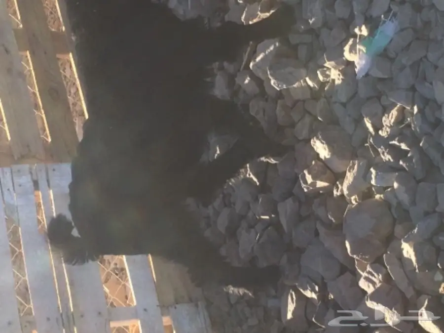 بيع تيس لبني صغير - فرصة لا تُفوّت! (image 2)