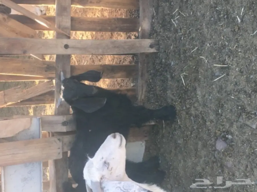 بيع تيس لبني صغير - فرصة لا تُفوّت! (image 3)