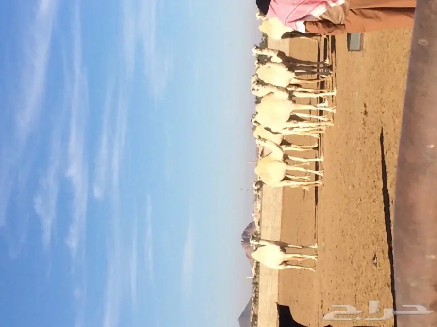 ابل ا بكار  (image 1)