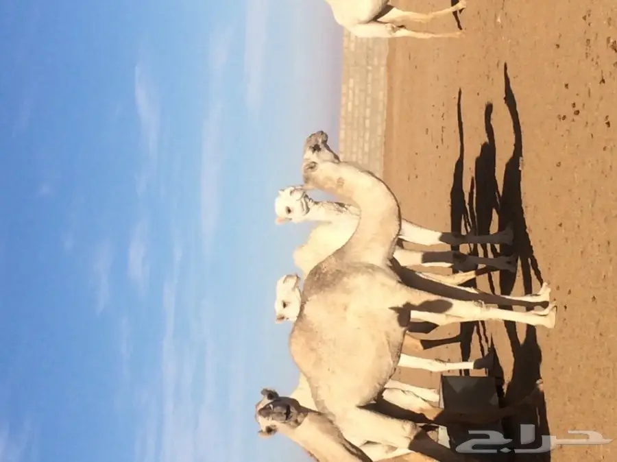 ابل ا بكار  (image 3)