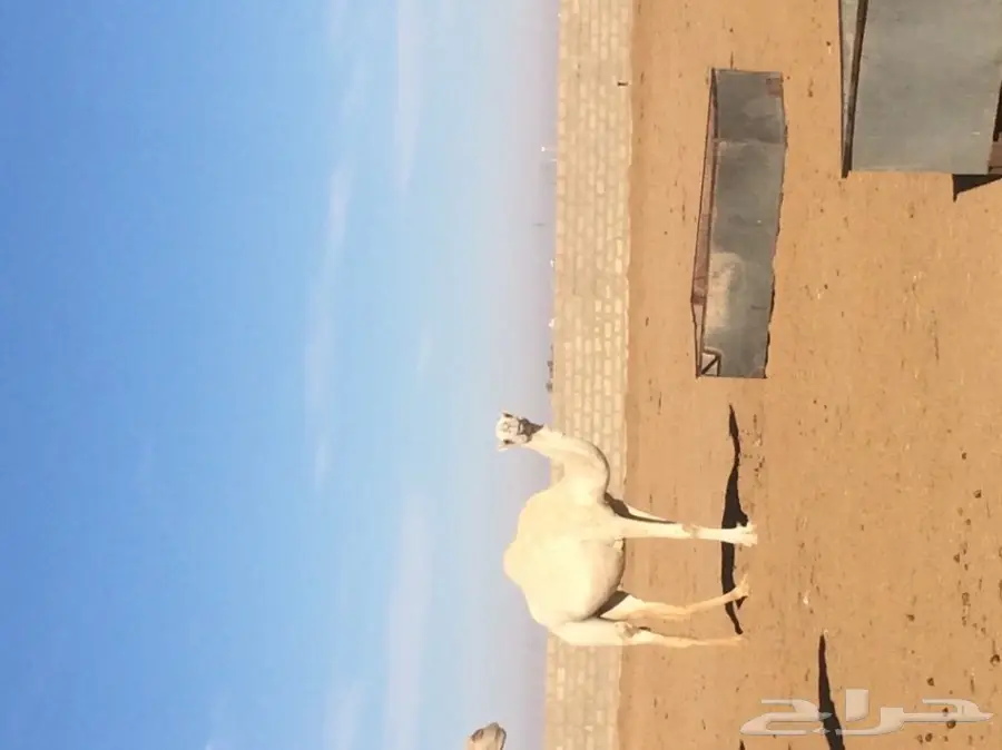 ابل ا بكار  (image 4)