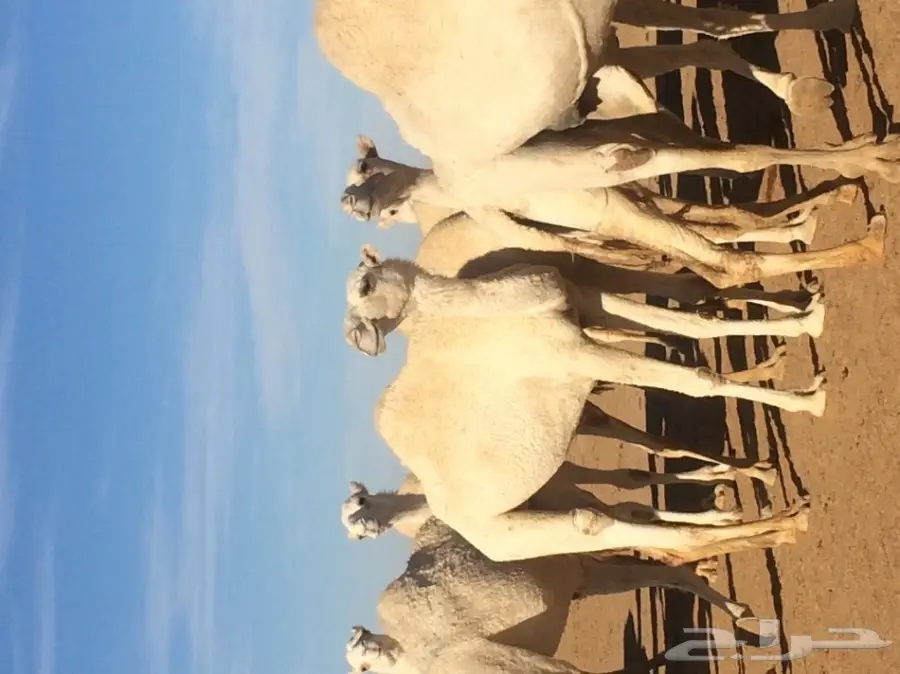 ابل ا بكار  (image 5)