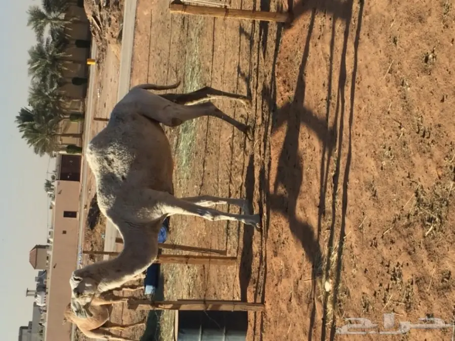 ناقتين وضح (image 1)