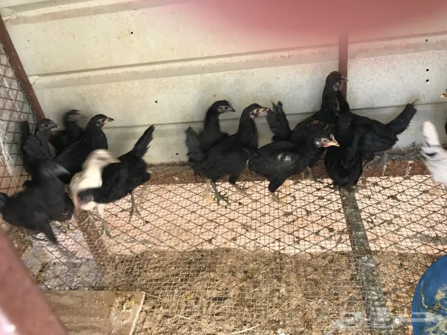 دجاج حساوي العمر 3 شهور و 4 شهور للبيع (image 2)