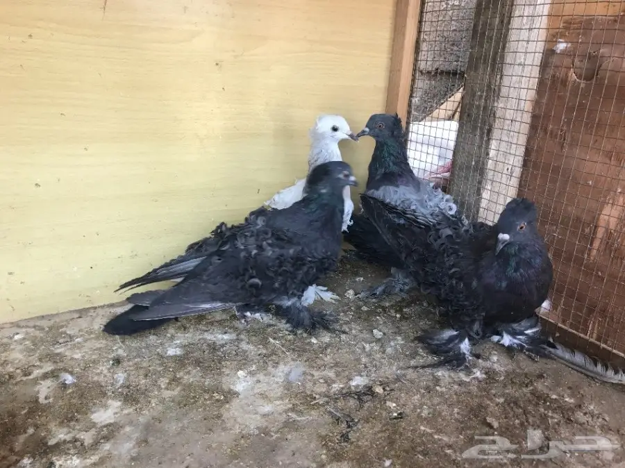 مفتل للبيع - عدد 4 - جده الخمره (image 1)