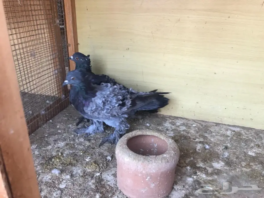 مفتل للبيع - عدد 4 - جده الخمره (image 2)