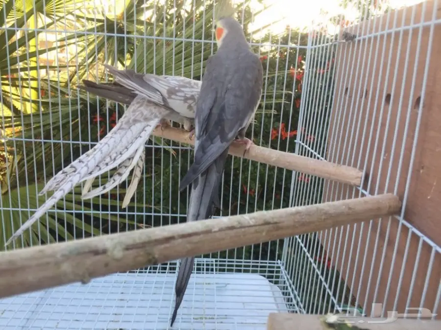 كروان بعياله