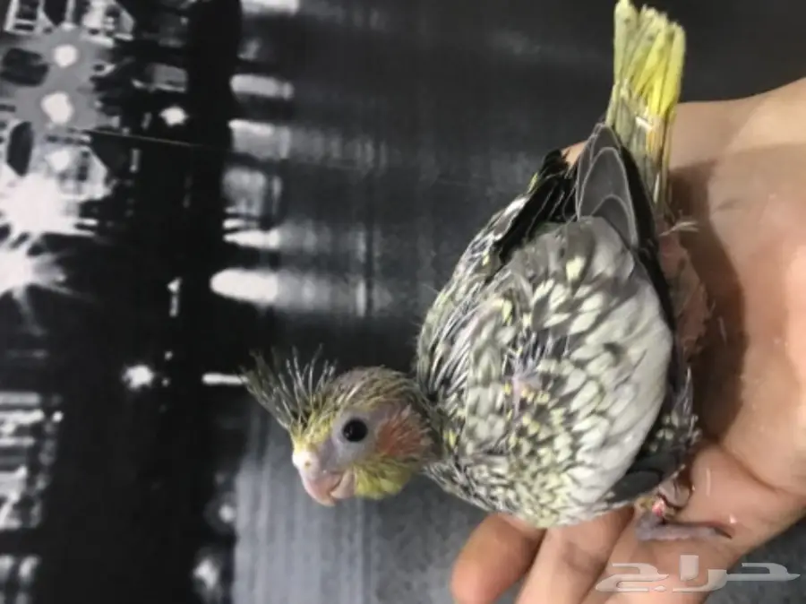 فرخ كروان فراشة غر 