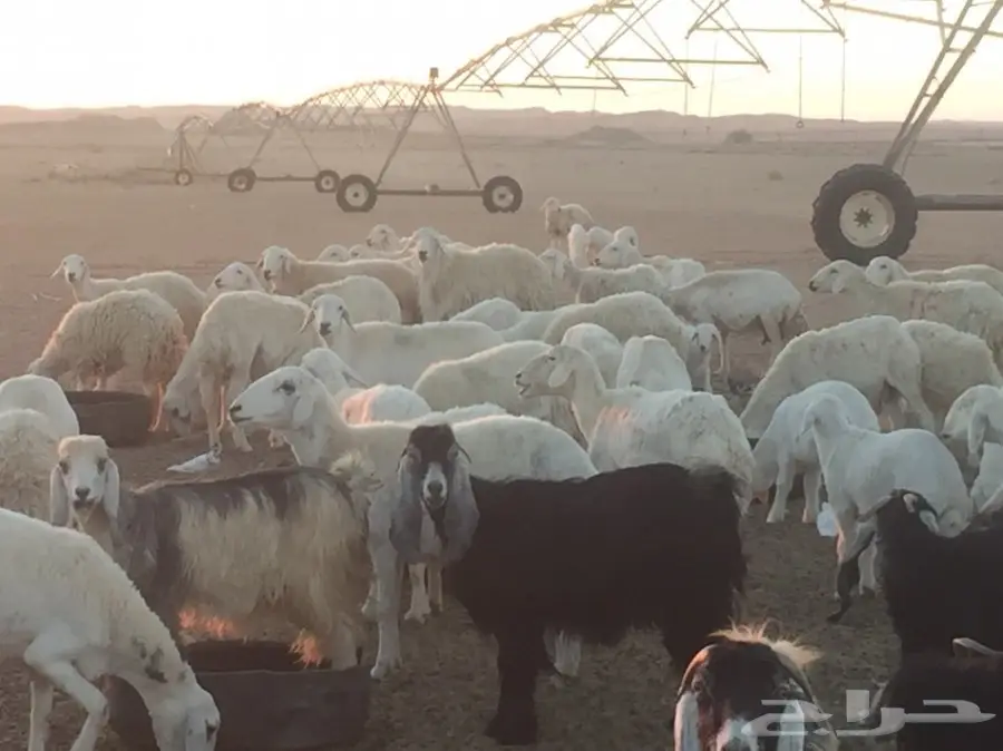 غنم حريه (image 1)