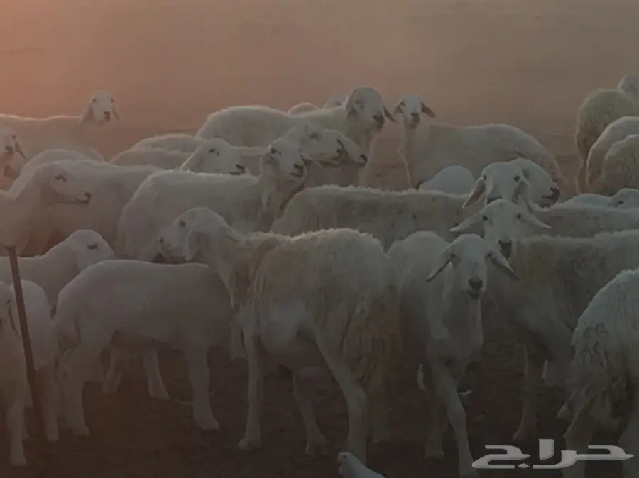 غنم حريه (image 4)