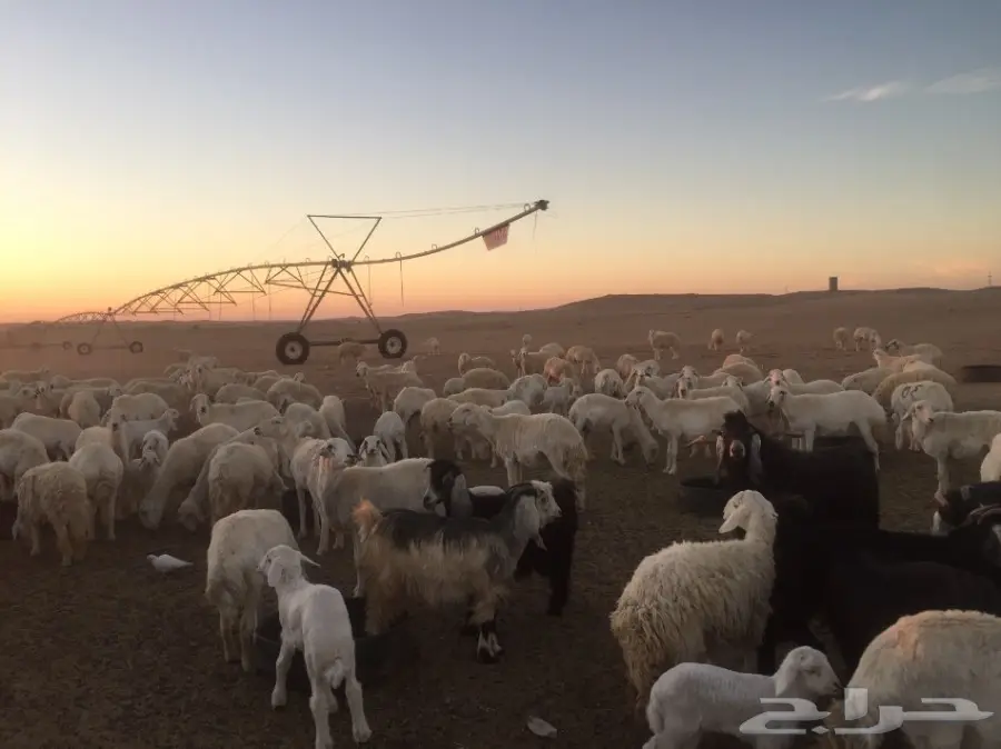 غنم حريه (image 5)