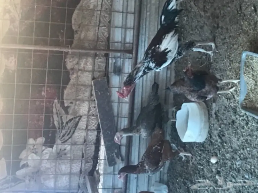 بيض دجاج باكستاني مخصب