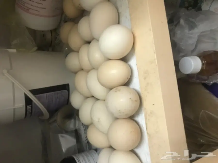 بيض دجاج باكستاني أصيل - كمية مميزة! (image 1)