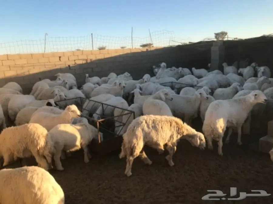 طليان ورخال للبيع