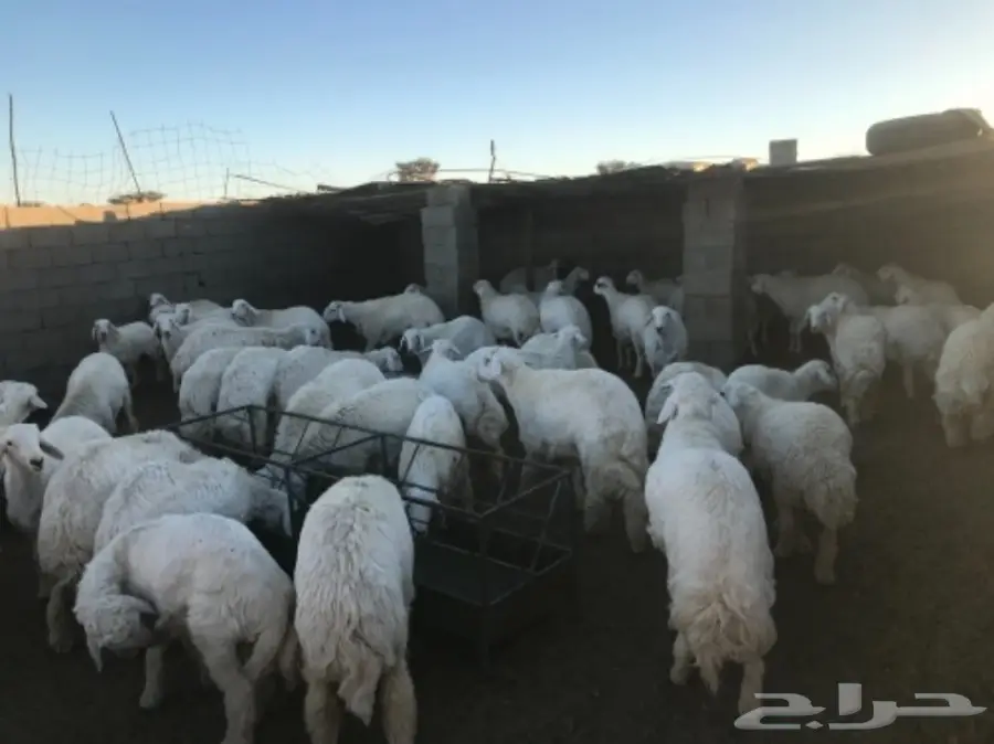 طليان ورخال للبيع (image 1)