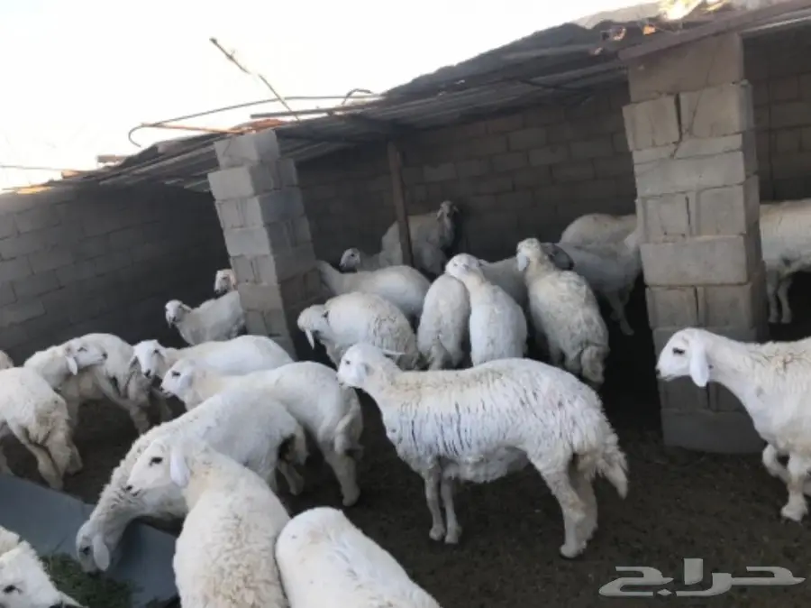 طليان ورخال للبيع (image 2)