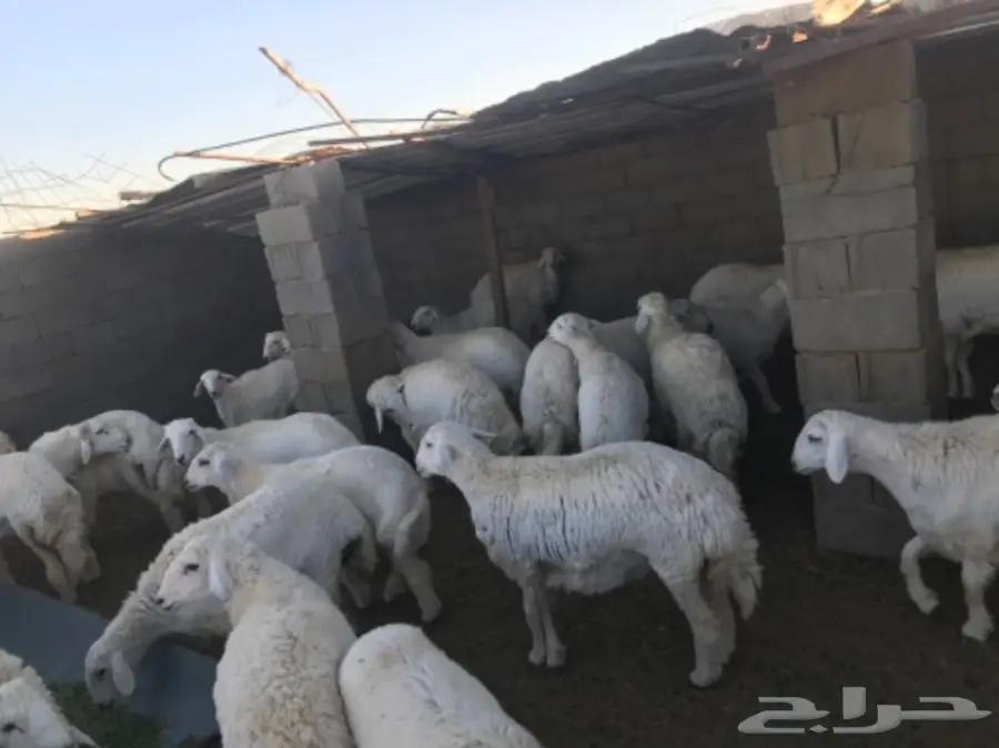 طليان ورخال للبيع (image 3)