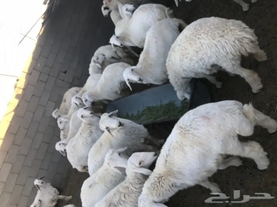 طليان ورخال للبيع (image 4)