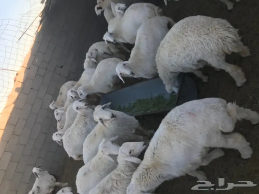 طليان ورخال للبيع (image 5)