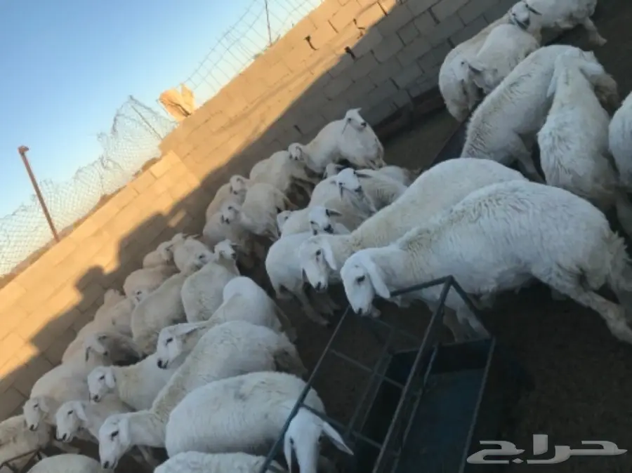 طليان ورخال للبيع (image 6)