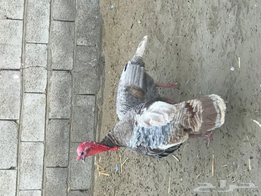 دجاج رومي  (image 1)