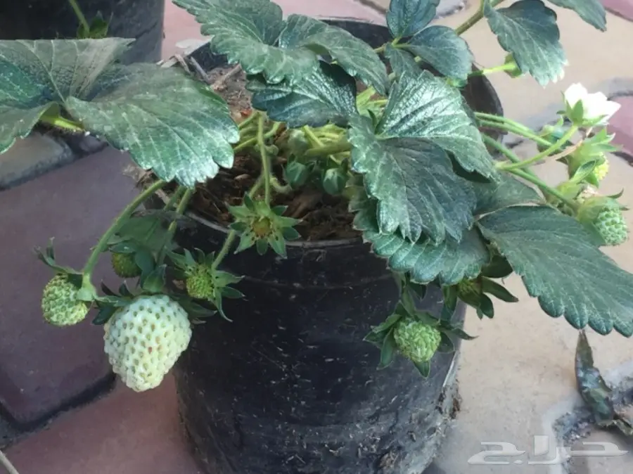 شتلات فراولة مثمره 