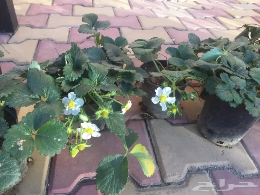 شتلات فراولة مثمره  (image 1)