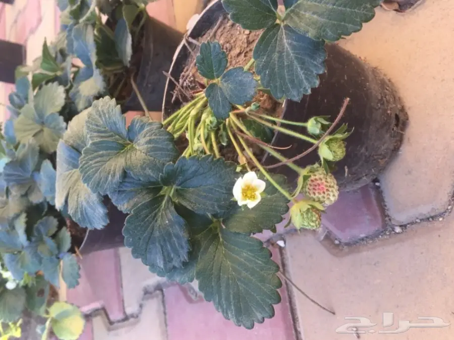 شتلات فراولة مثمره  (image 2)