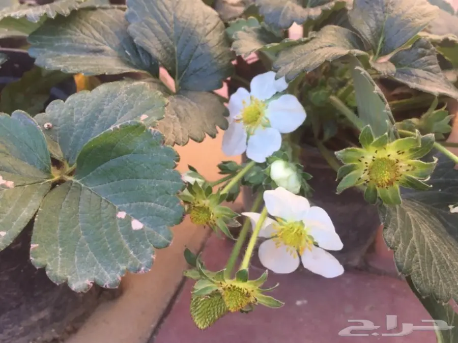 شتلات فراولة مثمره  (image 3)