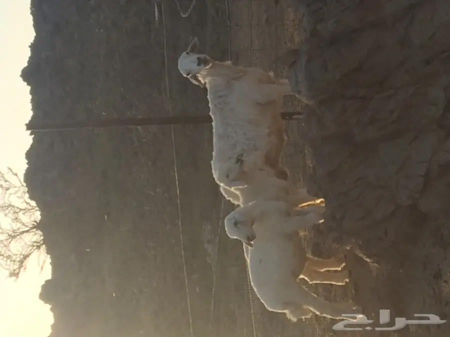 نعجه حريه تحتها ثلاثه