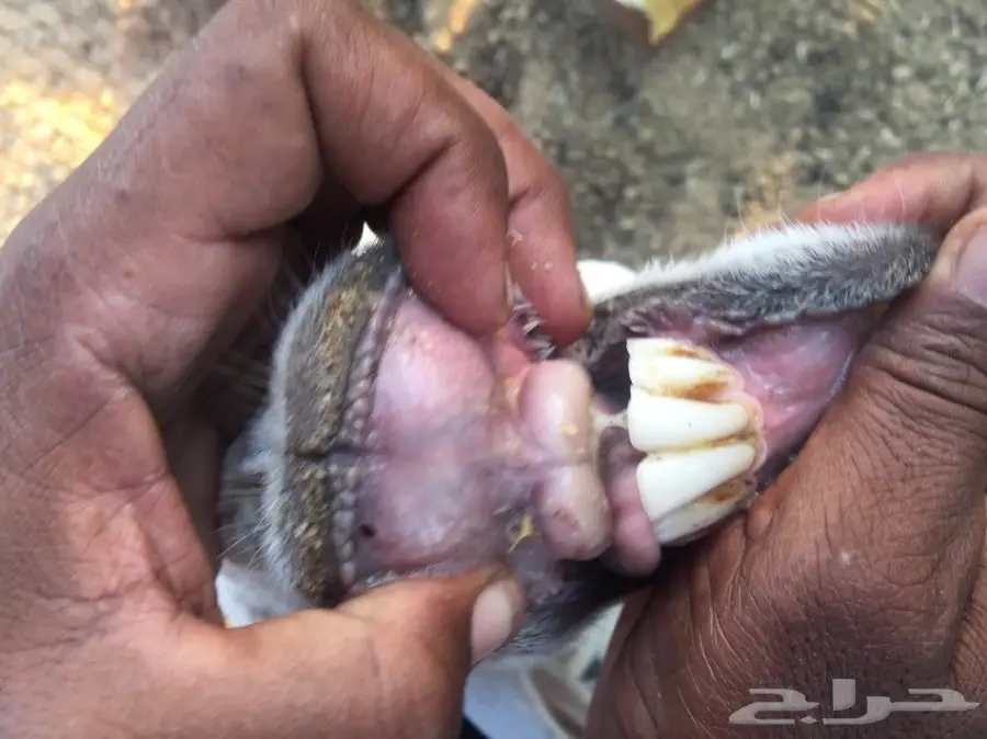 نعجه حريه تحتها ثلاثه (image 1)