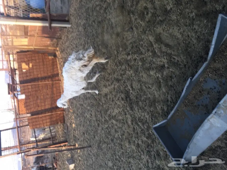 نعجه حريه تحتها ثلاثه (image 2)