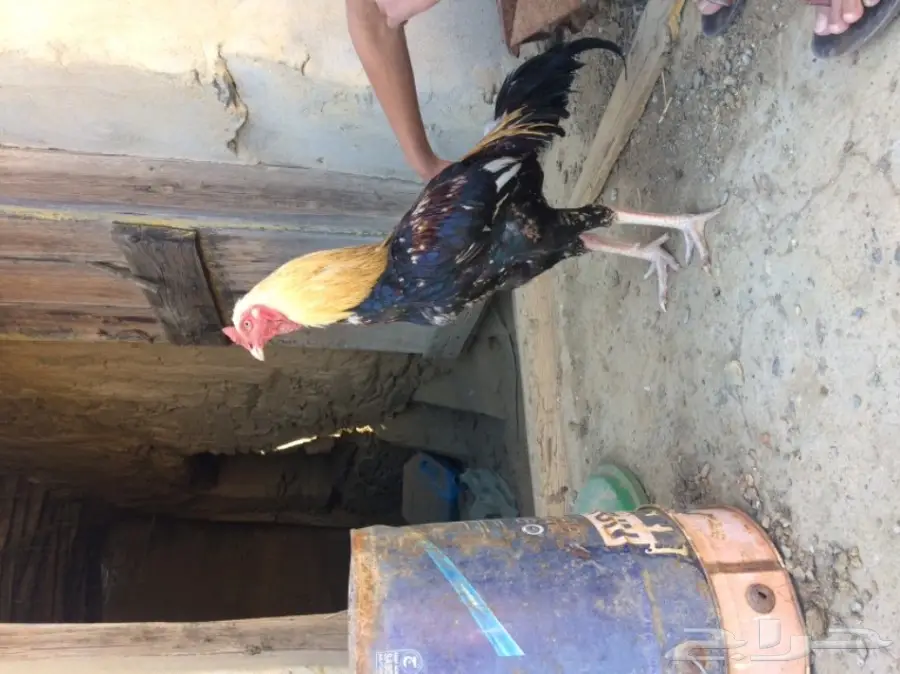 اربع ديوك للبيع  (image 8)