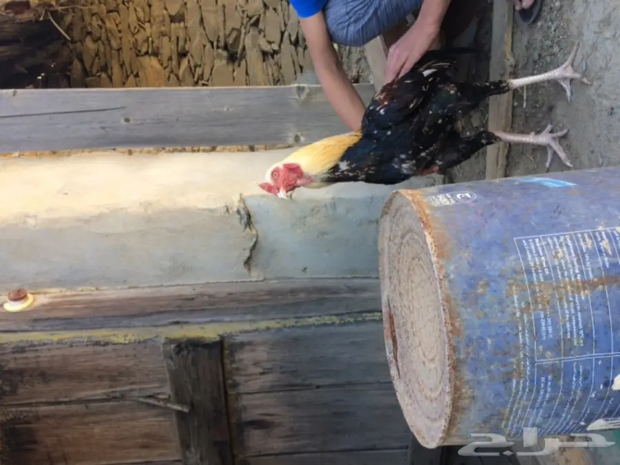 اربع ديوك للبيع  (image 9)