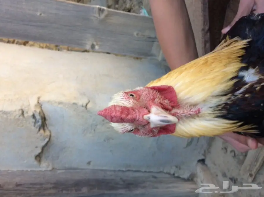 اربع ديوك للبيع  (image 10)