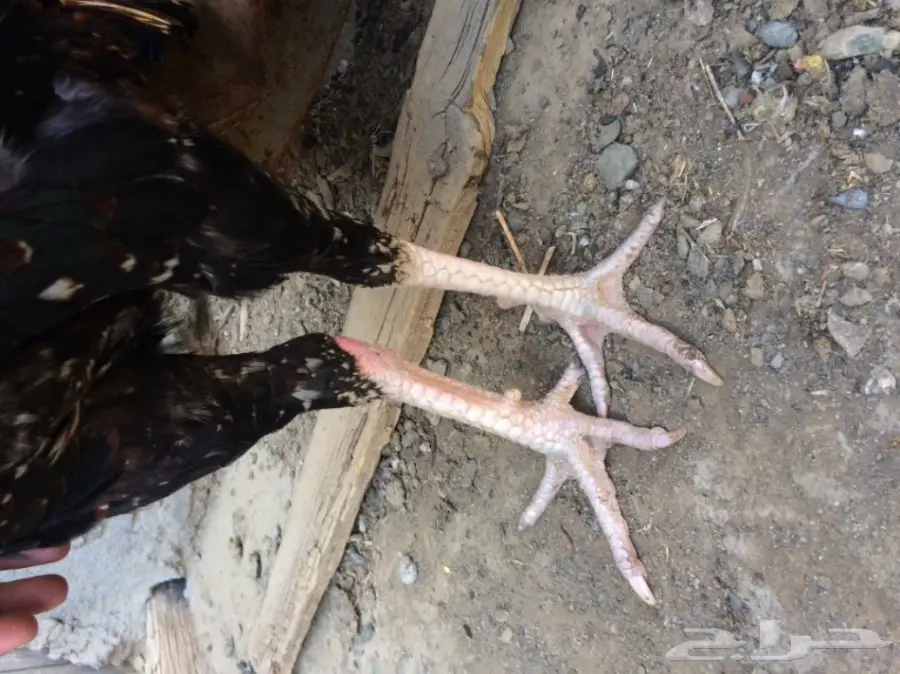 اربع ديوك للبيع  (image 11)