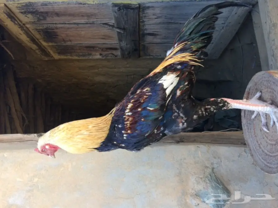 اربع ديوك للبيع  (image 12)