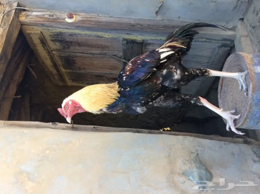 اربع ديوك للبيع  (image 13)