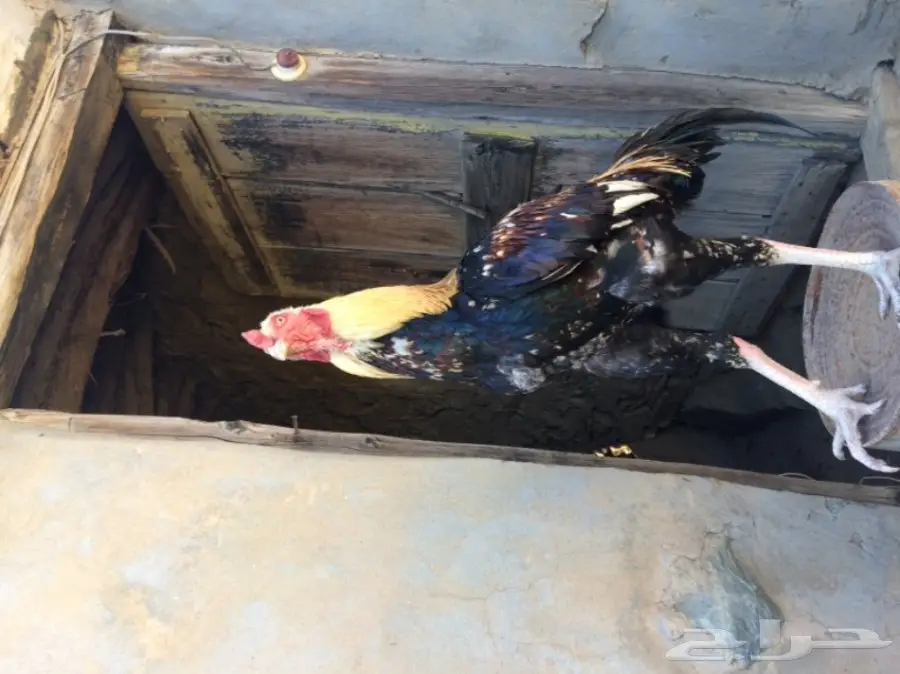 اربع ديوك للبيع  (image 14)