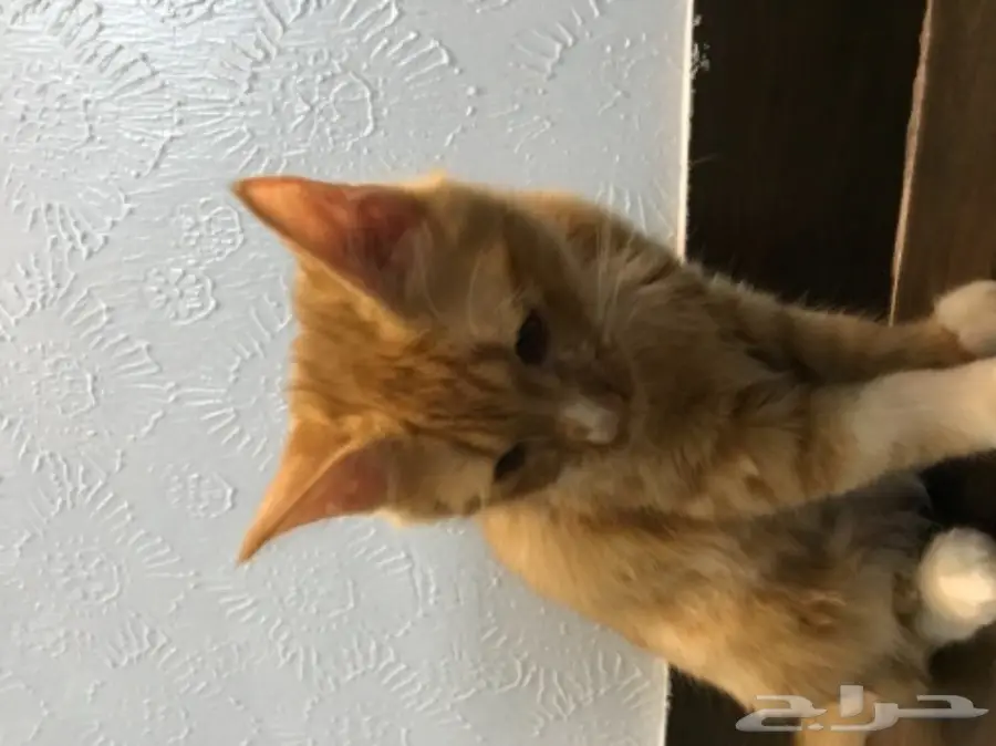 قط منزلي (  للتبني بدون مقابل )  (image 1)