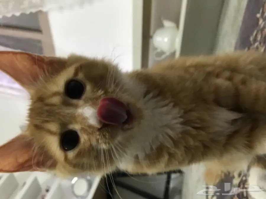 قط منزلي (  للتبني بدون مقابل )  (image 2)