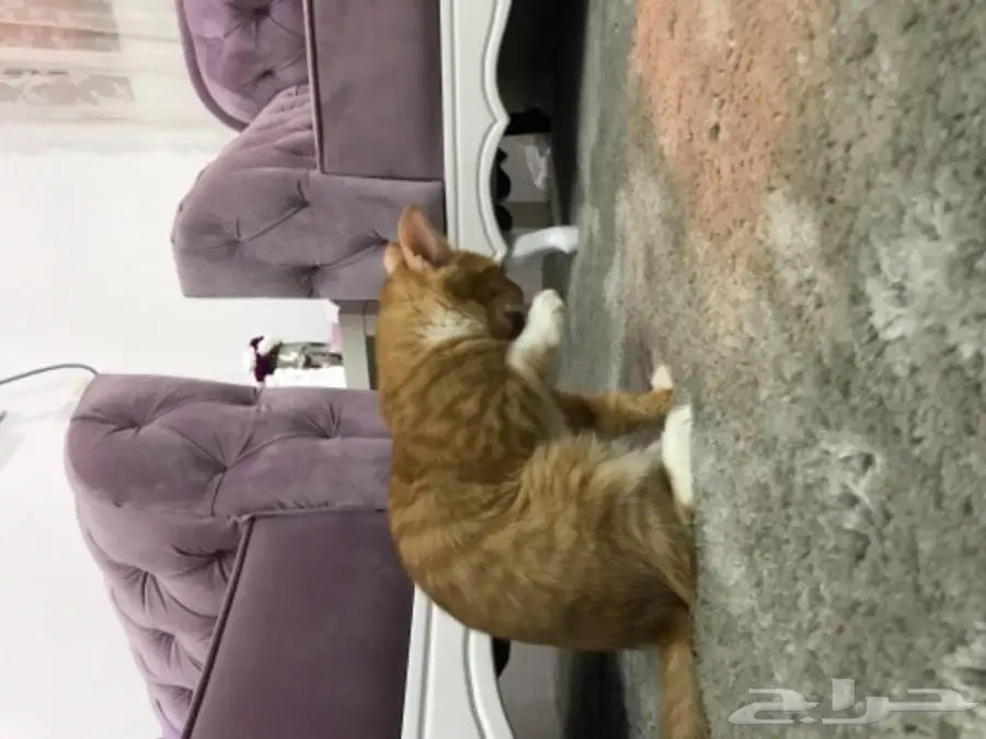 قط منزلي (  للتبني بدون مقابل )  (image 3)