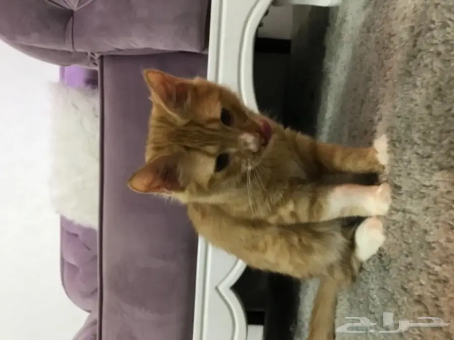 قط منزلي (  للتبني بدون مقابل )  (image 4)