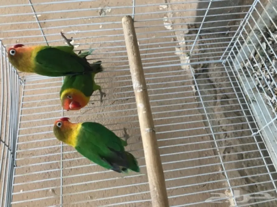 فرصة ذهبية! بيت أحلامك بانتظارك