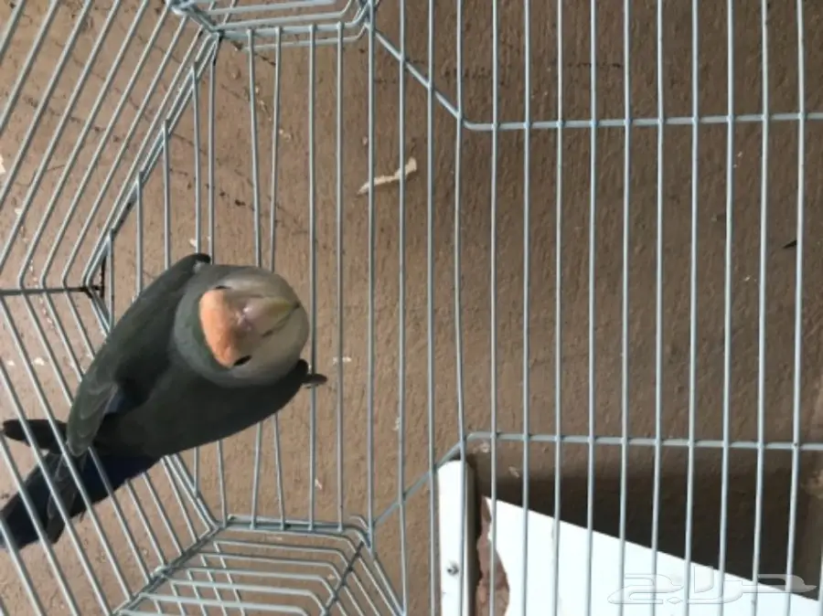 فرصة ذهبية! بيت أحلامك بانتظارك (image 1)