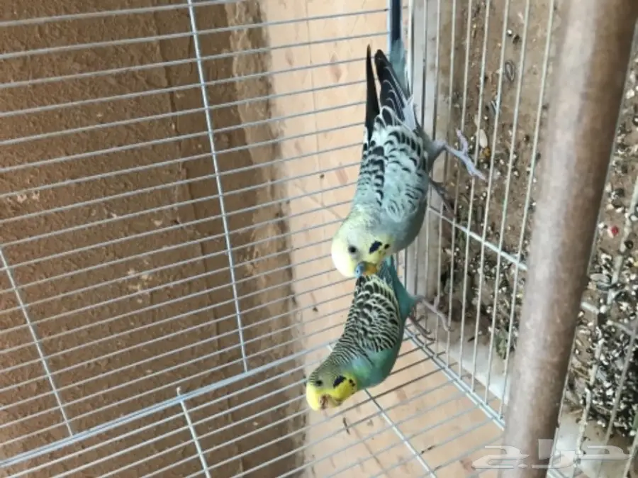 فرصة ذهبية! بيت أحلامك بانتظارك (image 3)